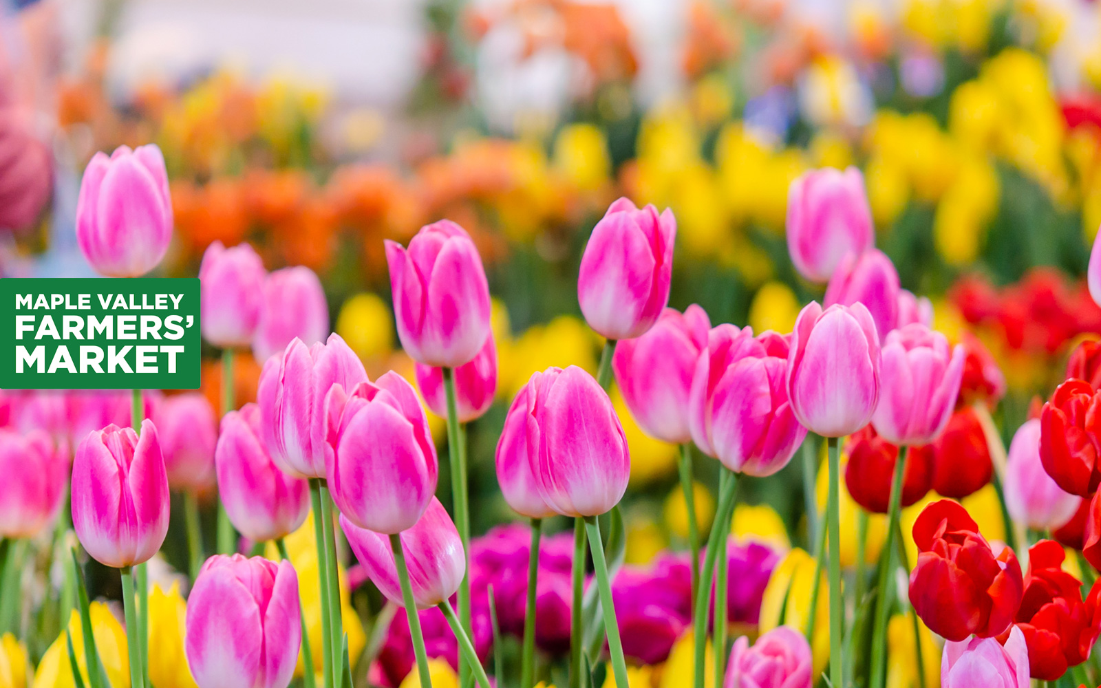 Maple Valley Farmers Market - Maple Valley-Black Diamond Chamber of ...