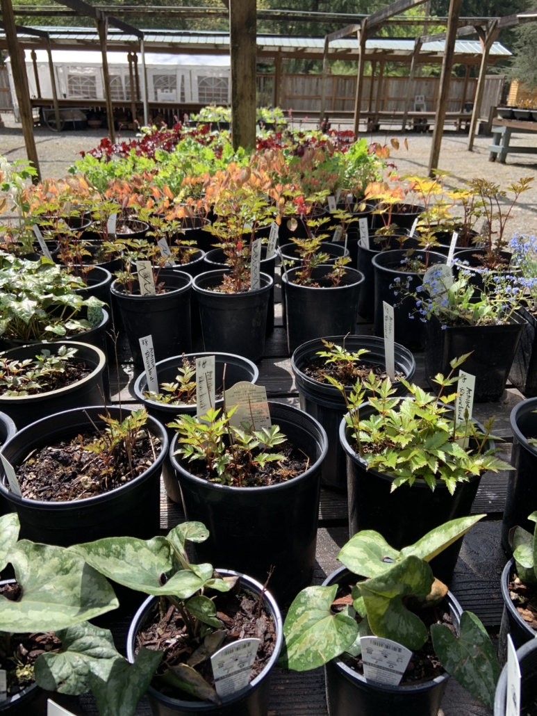 Lake Wilderness Arboretum Spring Plant Sale - Maple Valley-Black ...